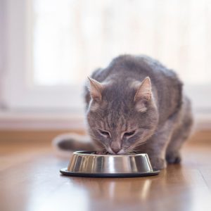 Beautiful tabby cat sitting next to a food bowl, placed on the floor next to the living room window, and eating.