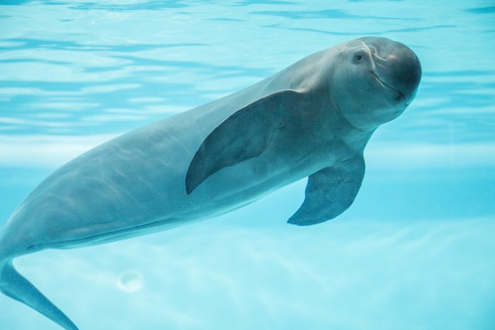 finless porpoise