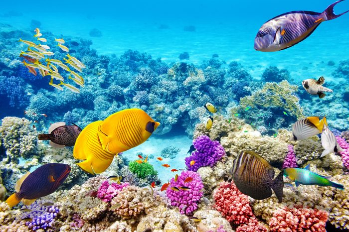 Wonderful and beautiful underwater world with corals and tropical fish.