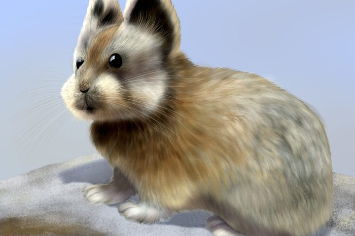 Digital illustration of a Ochotona iliensis, ili pika