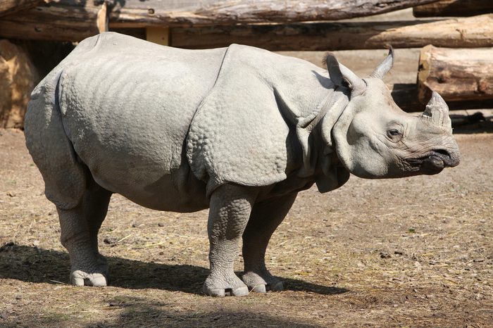 Indian rhino