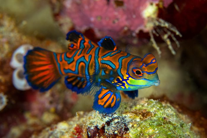 Mandarinfish or Mandarin dragonet ( Synchiropus splendidus ) is close-up shot , it very small tropical fish vivid color , Sipadan island Borneo . Celebes sea, malaysia