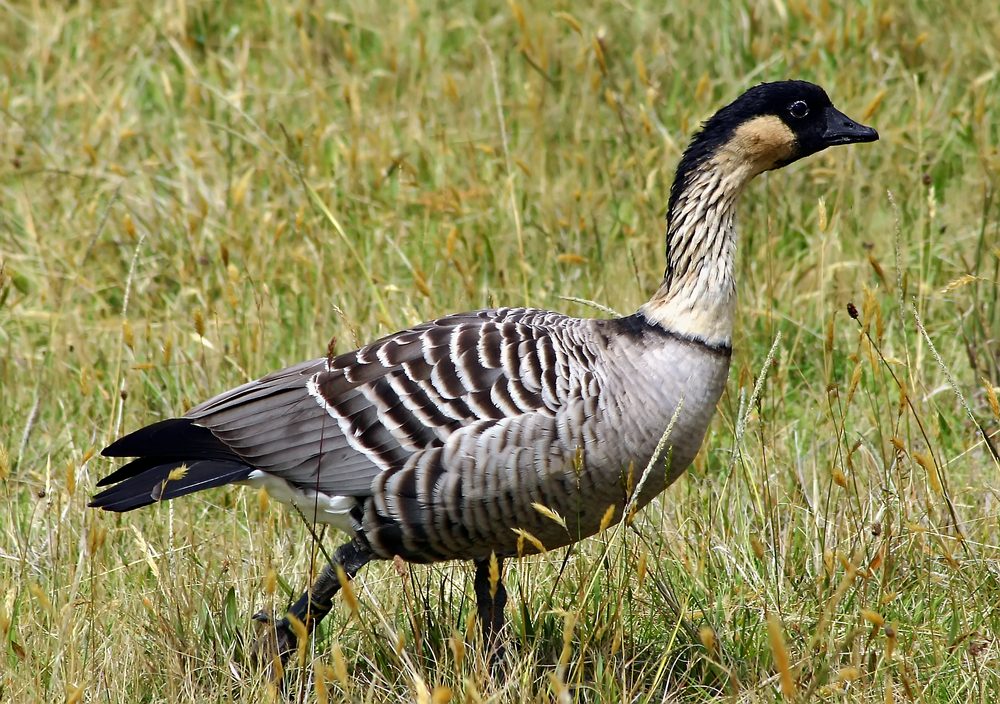 The Nene, The Hawaii's State Bird