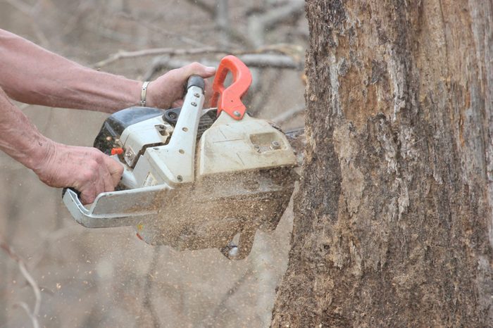 cutting down a tree