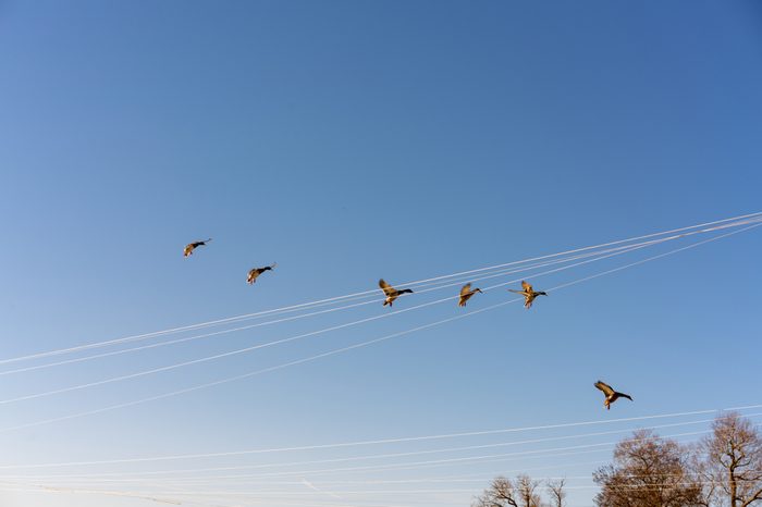 Flying ducks in the lakeside