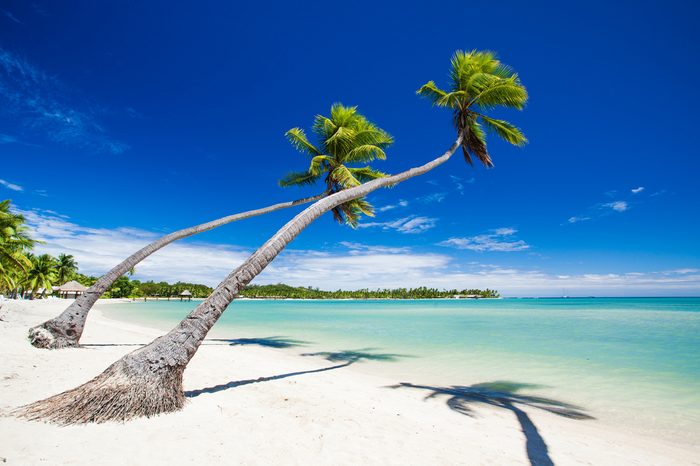 Palm trees hanging over stunning lagoon with blue sky