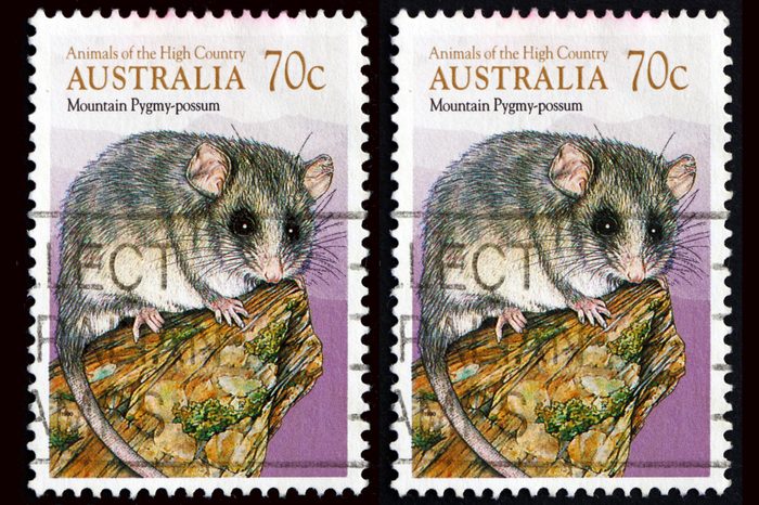 Mountain Pygmy Possum