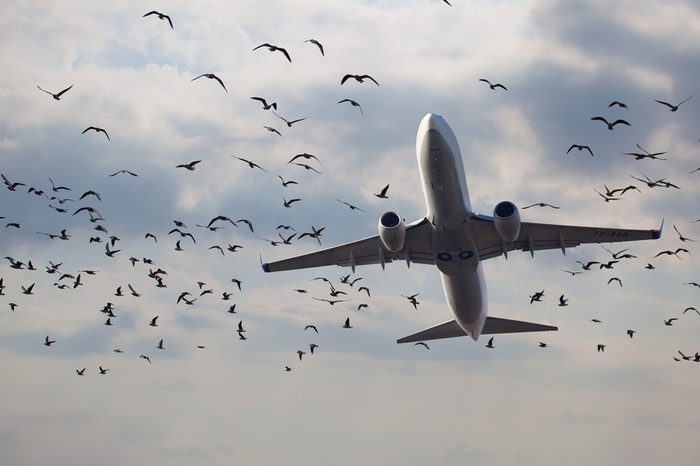 flock of birds and aircraft