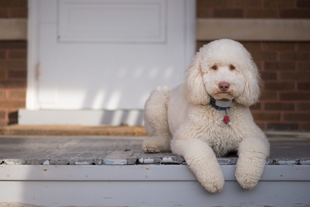 Labradoodle laying on front porch