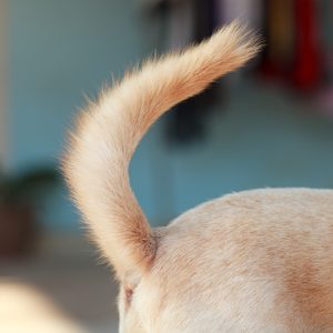 Dog tail