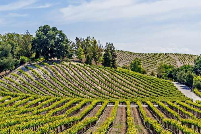 New vineyards and wineries on the scenic hills of the California Central Coast where vineyards grow a variety of fine grapes for wine production, near Paso Robles, CA. on scenic Highway 46.