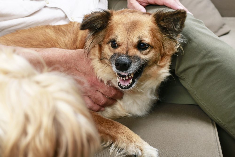 Dog growls at another dog