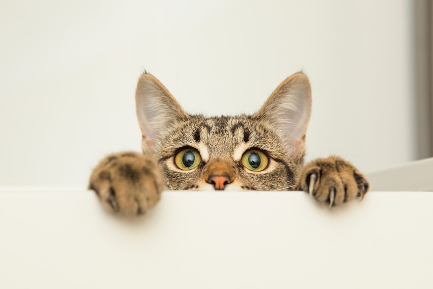 a young cat curiously peeking out from behind the white background