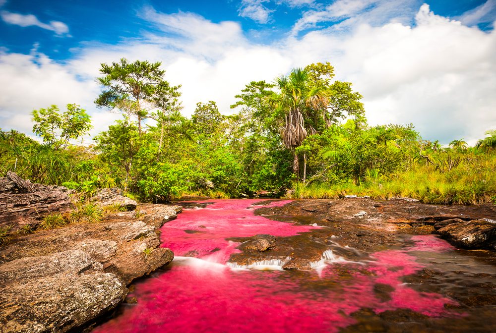 Multicolored river in Colombia, Cano Cristales