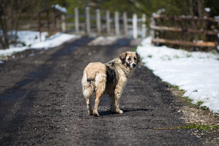 Stray dog on a rural road