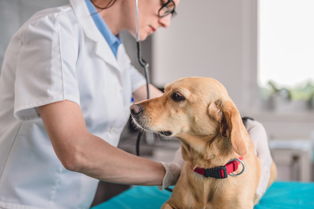 Young female veterinarian checking up the dog at the veterinarian clinic