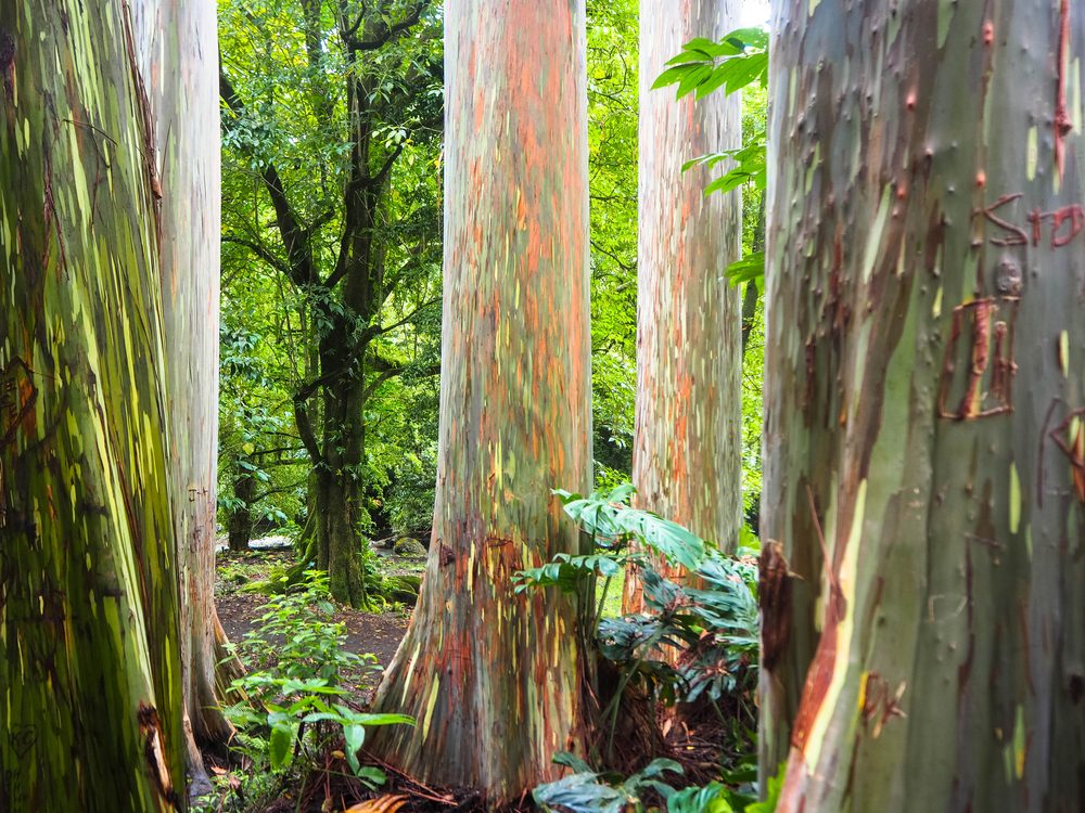 Rainbow eucalyptus trees found on the Road to Hana, Maui