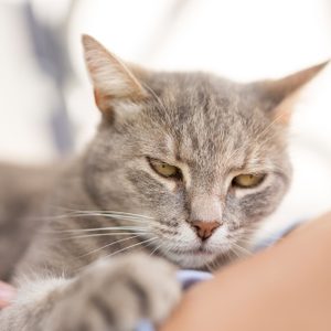 Top view of a furry tabby cat lying on its owner's lap, enjoying being cuddled and purring. 