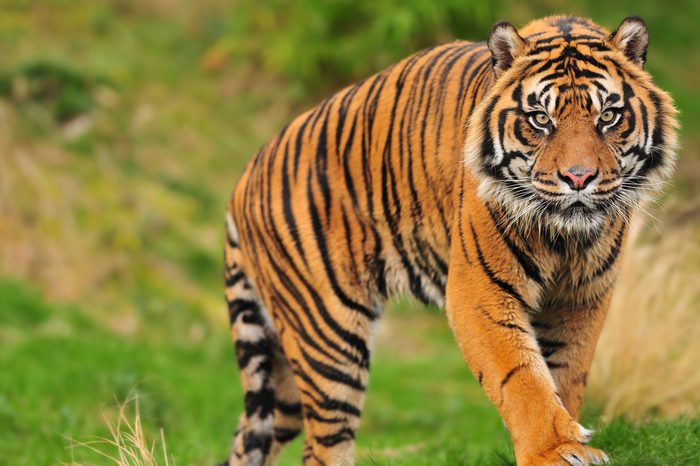 Scary looking male sumatran tiger coming straight towards you