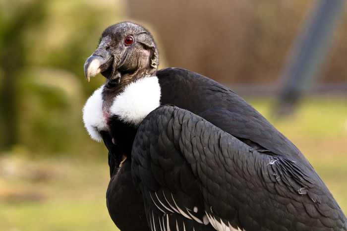 White-rumped vulture portrait