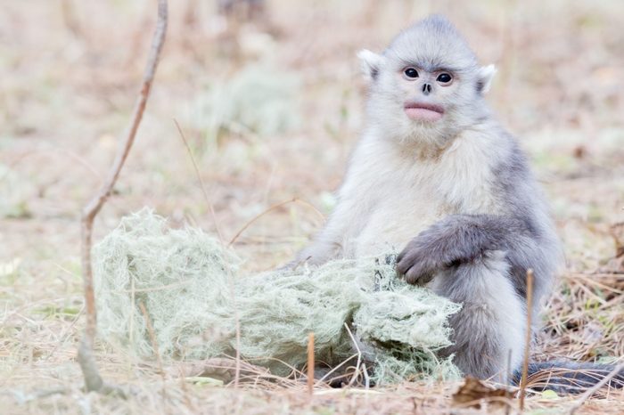 Snub-nosed Monkey