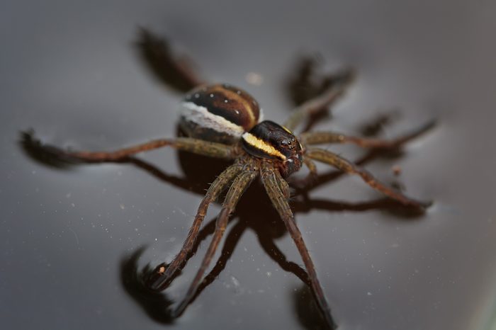 Water spider close up, soft focus