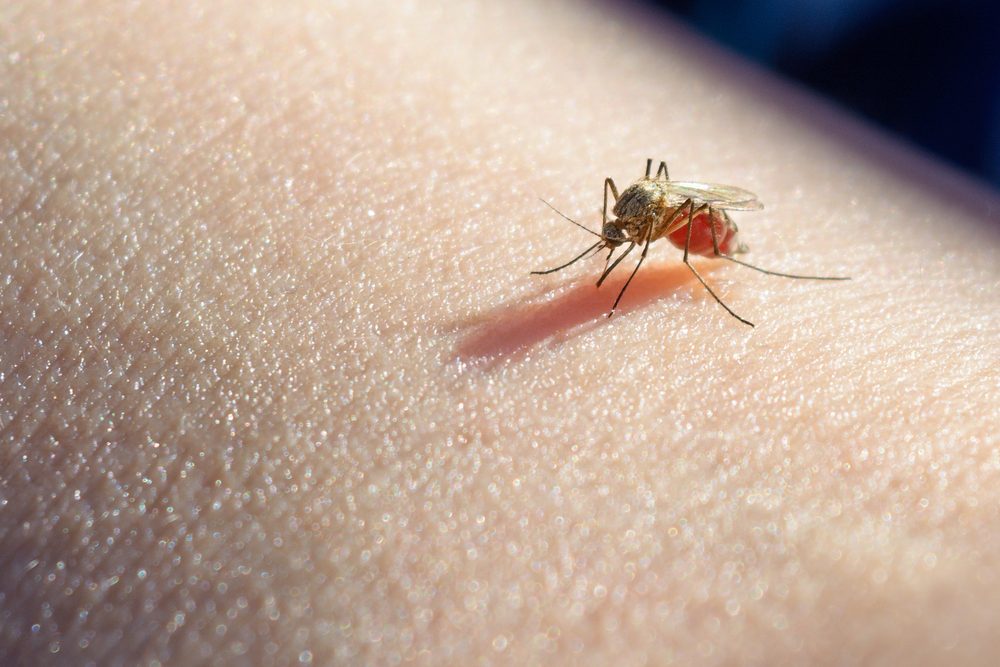 This Is the Most Mosquito-Infested City in America