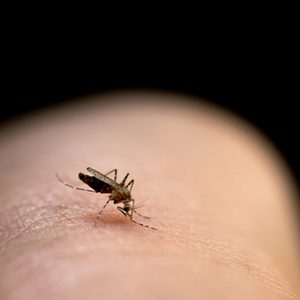 Mosquito biting in the arm is a cause of malaria.