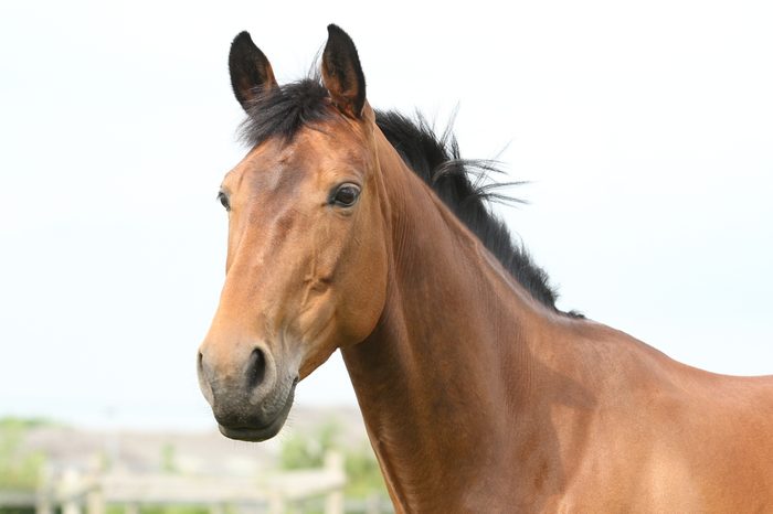 Bay Horse Portrait