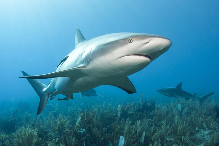 Caribbean reef shark (Carcharhinus perezii) in sun light close to the bottom