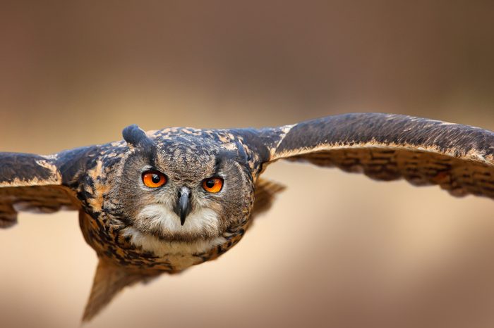 Face flying bird with open wings on grassy meadow. Eurasian Eagle Owl, Bubo bubo, animal with big orange eyes. Nature habitat in Norway.