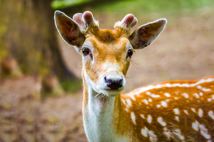 Deer fawn portrait