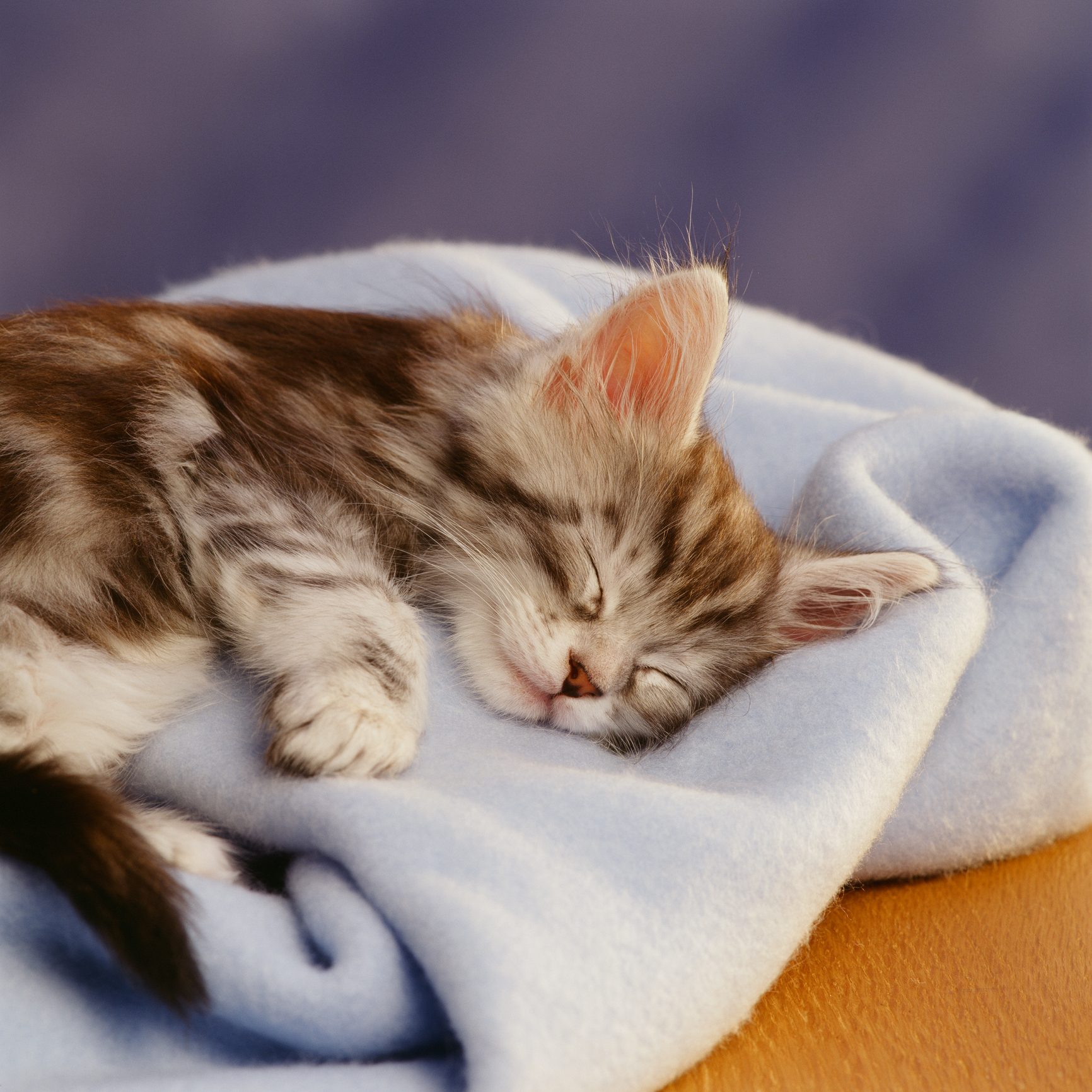 kitten sleeping