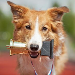 Border collie dog on a track with a trophy