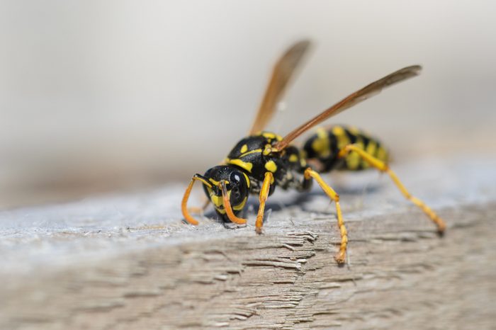 Wasp, wasp on wood,