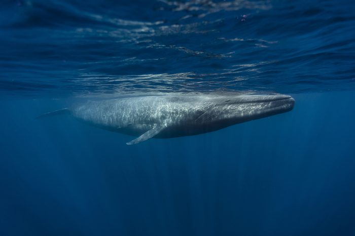 Blue Whale (balaenoptera musculus), Mirissa, Sri Lanka, Indian Ocean