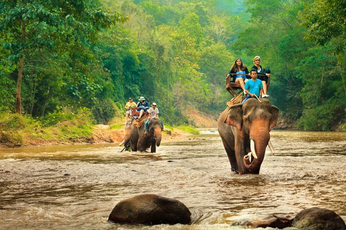 CHIANG MAI / THAILAND - JAN 12,2018: tourist riding on elephants Trekking in Thailand Young tourists are riding on elephants through the jungle in national park Maetaman Elephant Camp