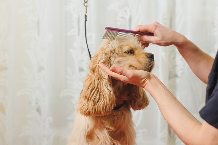 Woman groomer combs Young purebred Cocker Spaniel on grooming table for a a hairstyle in the room.