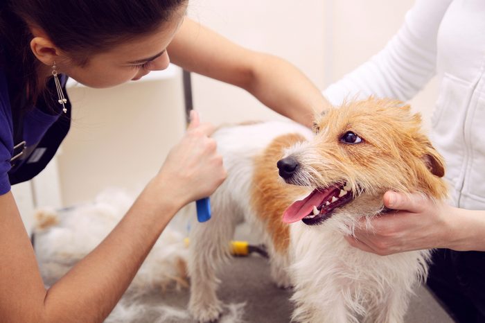 Jack Russell Terrier getting his hair cut at the groomer