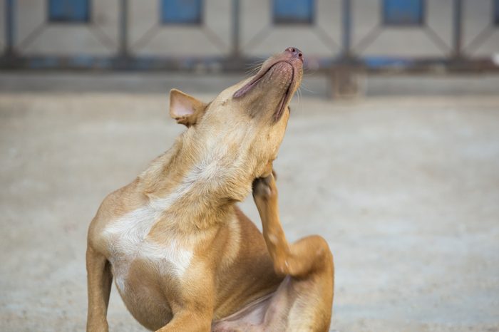 brown dog scratching ear