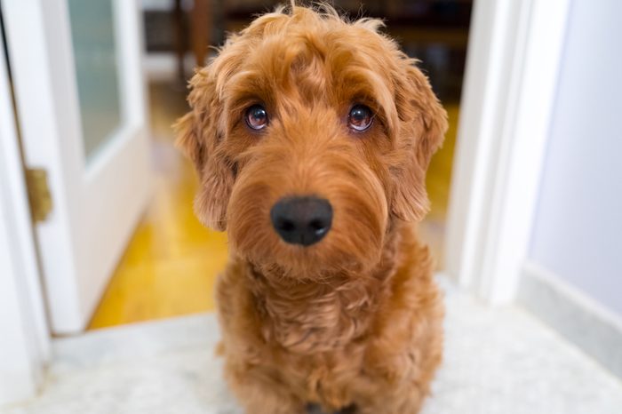 Portrait of miniature goldendoodle indoors