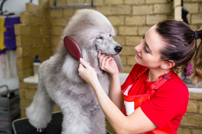 Female groomer brushing standard grey poodle at grooming salon. 