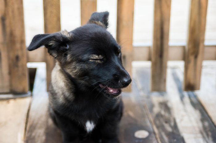 The little puppy winking at sitting by the fence in the yard