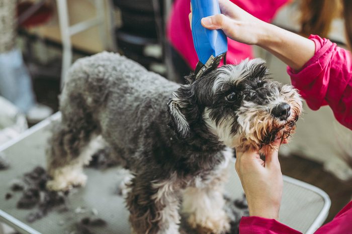 Miniature Schnauzer trimming