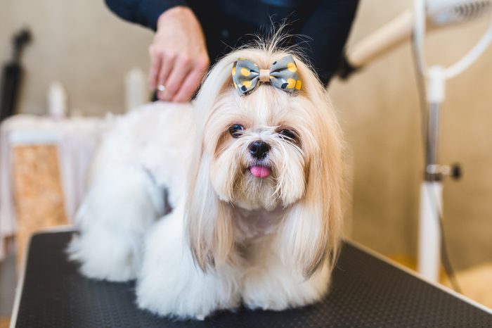 Female groomer brushing Shih Tzu at grooming salon.