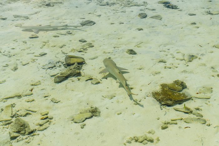 Two small reef shark swims in transparent water of Indian ocean. Reef shark in shallow water. Maldives