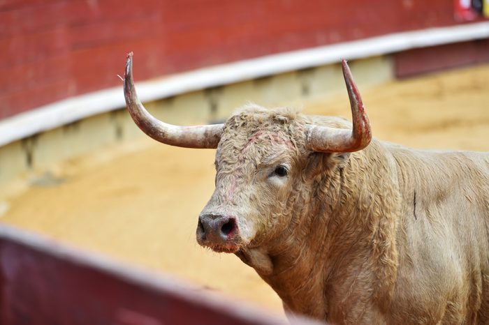 Bull in Bullring