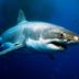 19 Fascinating (and Reassuring) Facts About Sharks