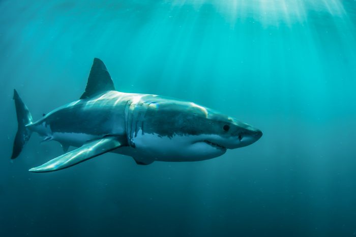 Great white shark underwater at Gansbaai. 