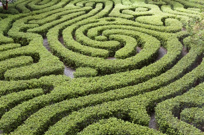 Ornamental Maze cut into hedge in Malaysian garden